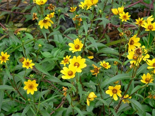 {Bidens laevis}